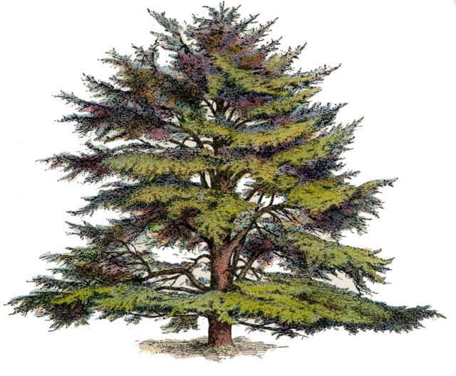 A Lebanese Cedar Tree